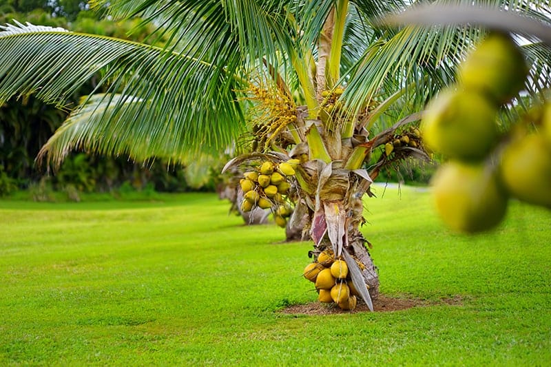 Malaysian Green Dwarf Coconut Plants — Coconut sapling available at Agro Nursery Garden
